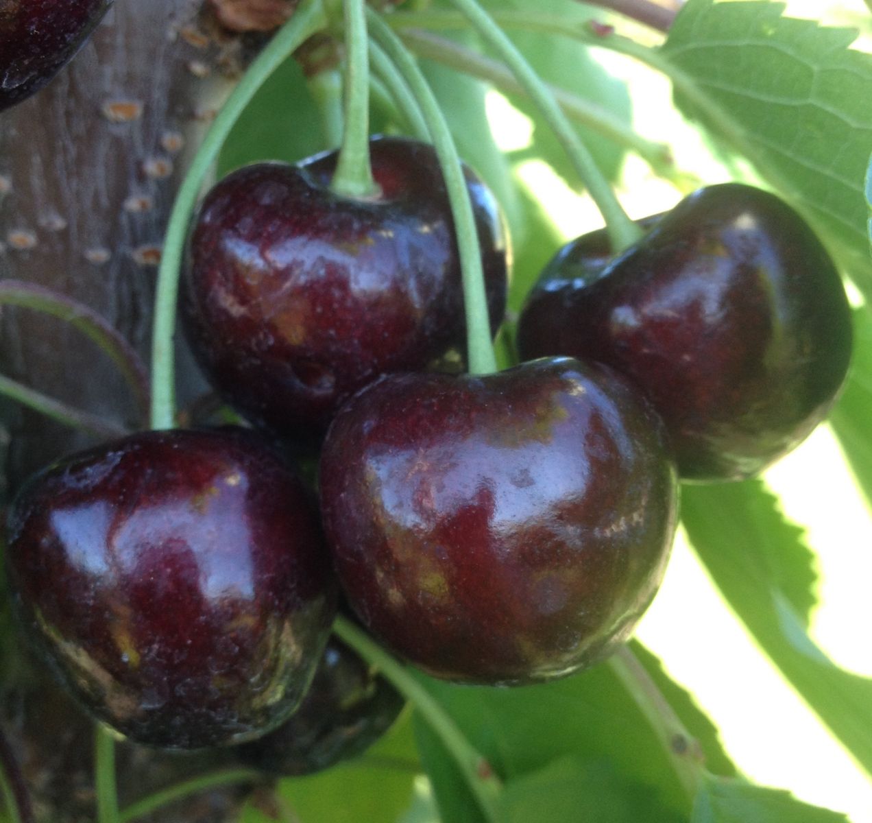 Cherry Varieties BC Tree Fruit Production Guide